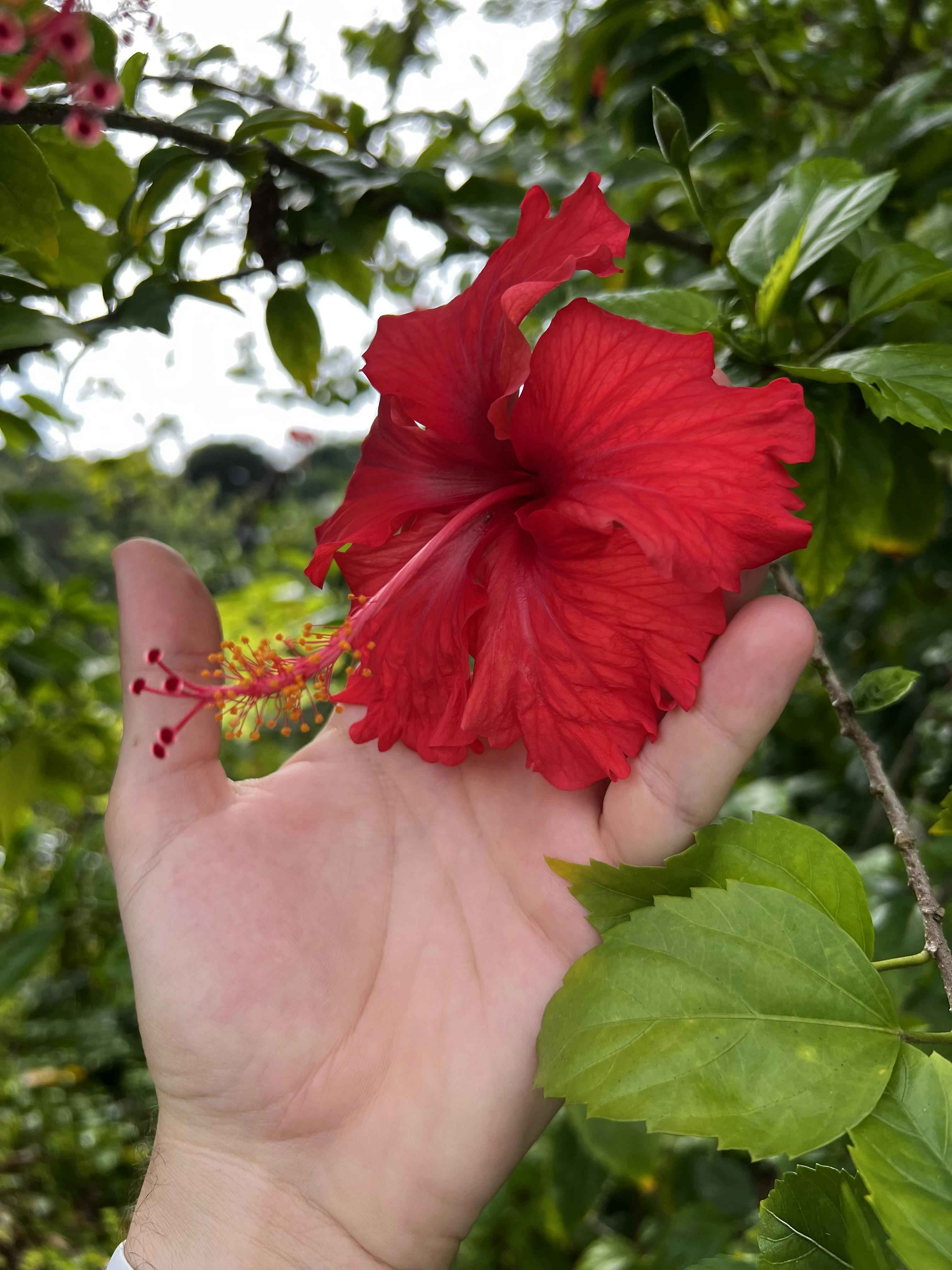 Picture of an Amapola flower